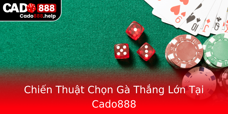 Chiến Thuật Chọn Gà Thắng Lớn Tại Cado888 Chiến Thuật Chọn Gà Thắng Lớn Tại Cado888